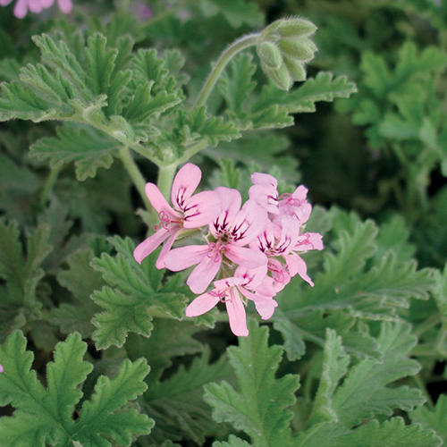 Rosengeranium