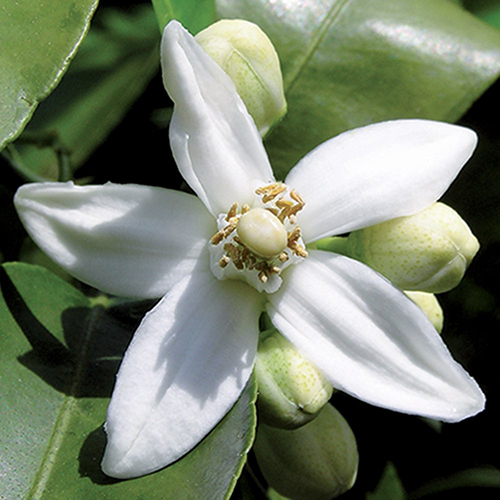 Neroli eterisk olja
