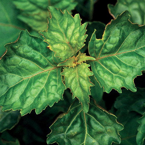 Patchouli