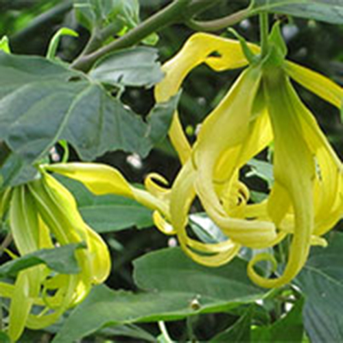 Ylang Ylang
